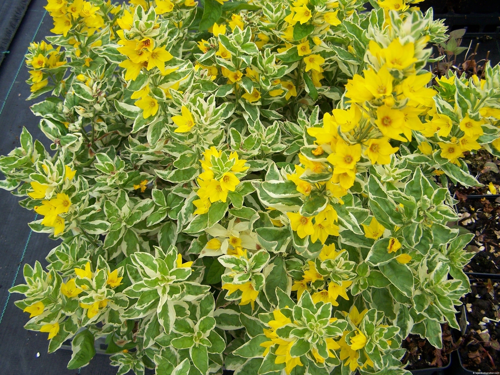 Вербейник точечный Александр (Lysimachia punctata 'Alexander')