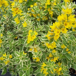 Вербейник точечный Александр (Lysimachia punctata 'Alexander')