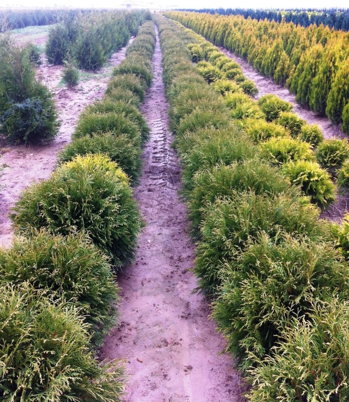Туя западная Глобоза (Thuja occidentalis 'Globosa')