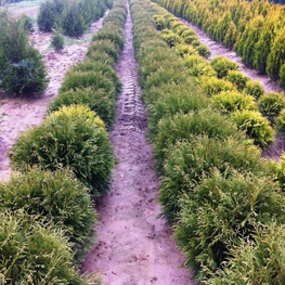 Туя западная Глобоза (Thuja occidentalis 'Globosa')