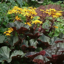 Бузульник зубчатый Миднайт Леди (Ligularia dentata 'Midnight Lady')