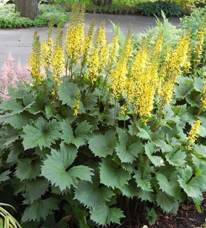 Бузульник узкоголовчатый Зе Рокет (Ligularia stenocephala 'The Rocket')
