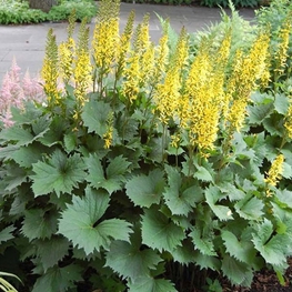 Бузульник узкоголовчатый Зе Рокет (Ligularia stenocephala 'The Rocket')