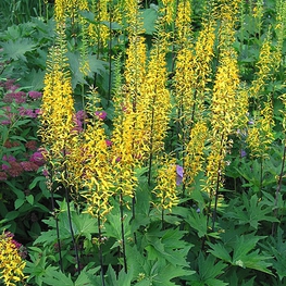 Бузульник Пржевальского (Ligularia przewalskii)