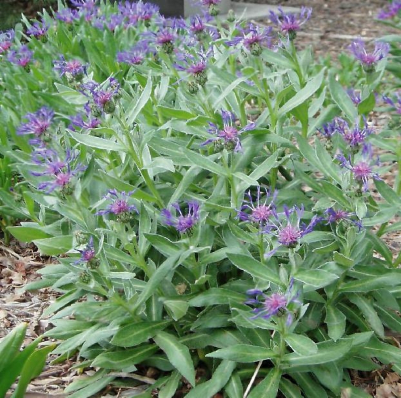 Василек горный (Centaurea montana)