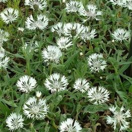 Василек горный Альба (Centaurea montana 'Alba')