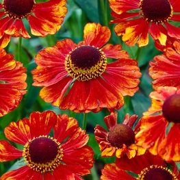 Гелениум осенний Челси (Helenium autumnale 'Chelsey')