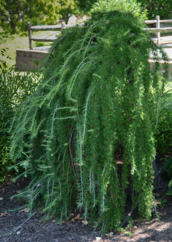 Лиственница европейская Пендула (Larix decidua 'Pendula')