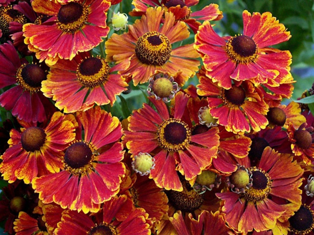 Гелениум осенний Хелена (Helenium autumnale 'Helena')