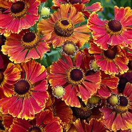 Гелениум осенний Хелена (Helenium autumnale 'Helena')