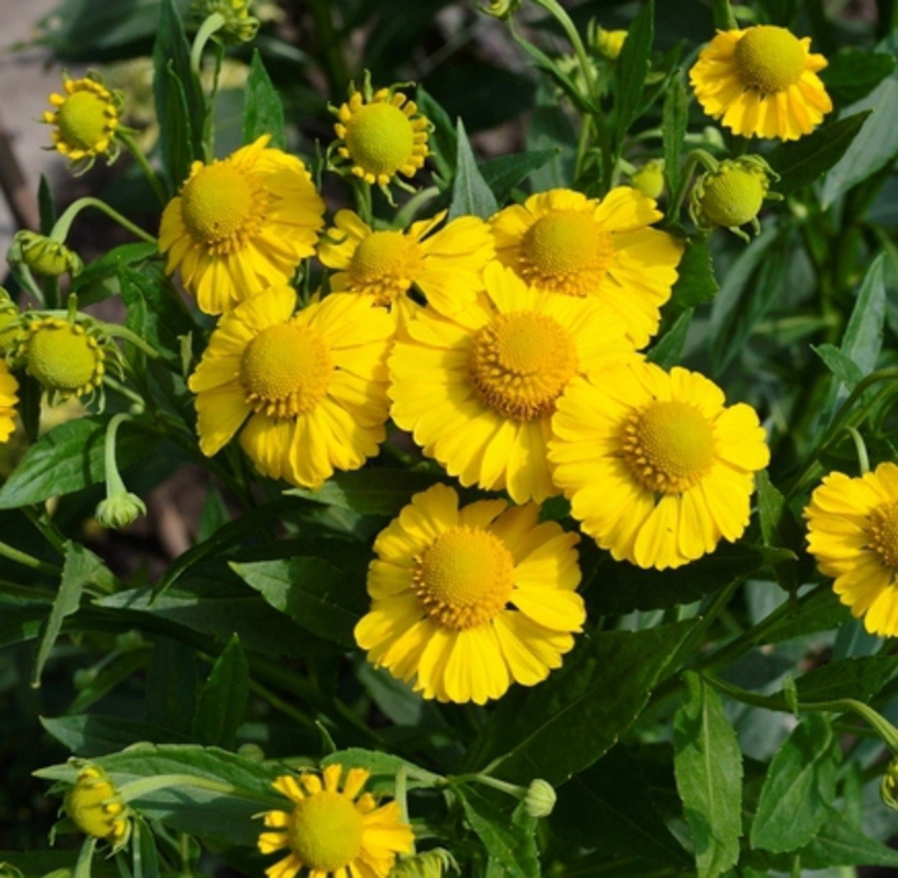Гелениум осенний Канария (Helenium autumnale 'Kanaria')