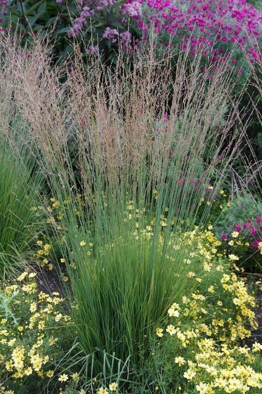 Молиния голубая Хайдебраут (Molinia caerulea 'Heidebraut')