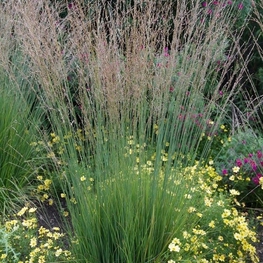 Молиния голубая Хайдебраут (Molinia caerulea 'Heidebraut')