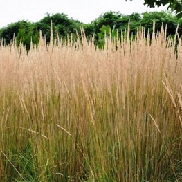 Молиния тростниковая Карл Форстер (Molinia arundinacea 'Karl Foerster')