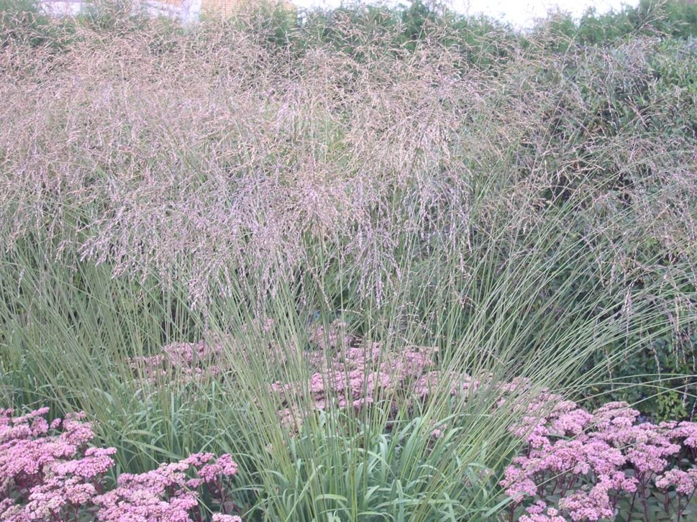 Молиния тростниковая Фонтане (Molinia arundinacea 'Fontane')