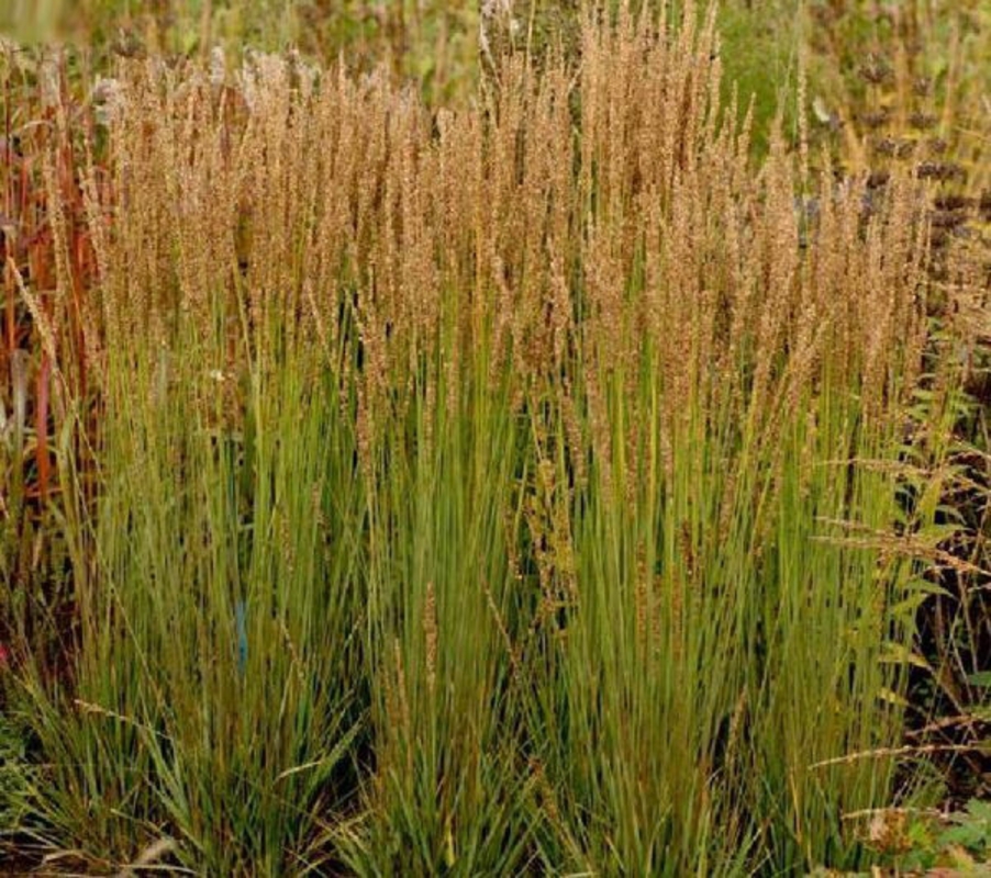 Молиния голубая Моорхексе (Molinia caerulea 'Moorhexe')