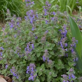 Котовник Фассена (Nepeta x faassenii)