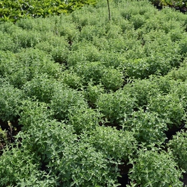 Котовник Фассена (Nepeta x faassenii)