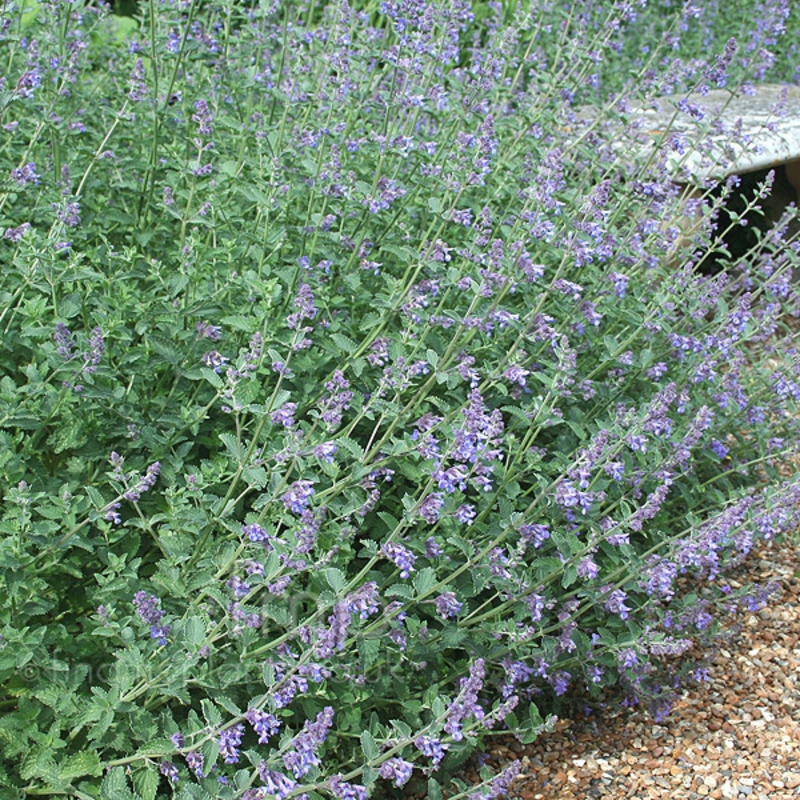 Котовник Фассена Лайт Блю (Nepeta x faassenii 'Light Blue')