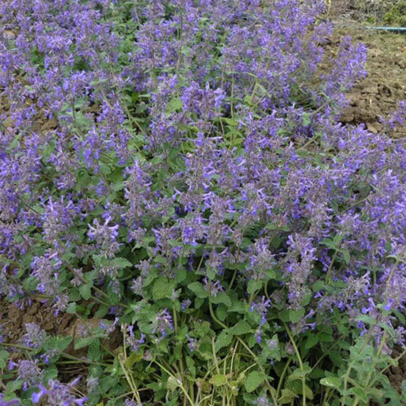 Котовник Фассена Сениор (Nepeta faassenii 'Senior')