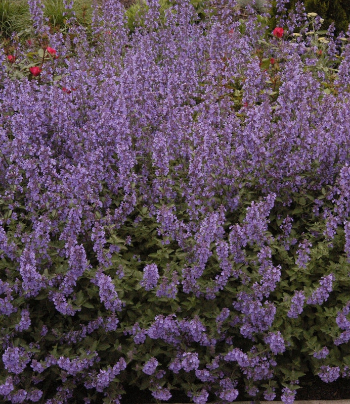 Котовник Фассена Уолкерс Лоу (Nepeta faassenii 'Walker's Low')