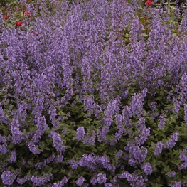 Котовник Фассена Уолкерс Лоу (Nepeta faassenii 'Walker's Low')