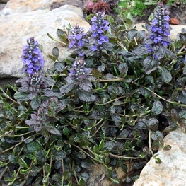 Живучка ползучая Атропурпуреа (Ajuga reptans 'Atropurpurea')