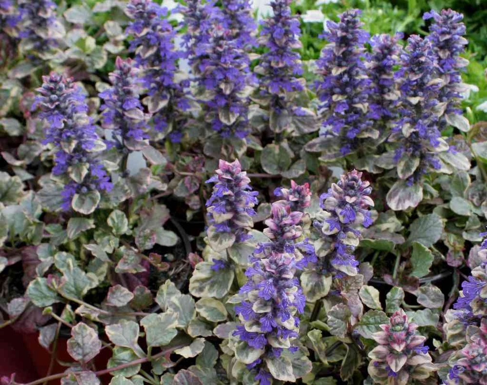 Живучка ползучая Бургунди Глоу (Ajuga reptans 'Burgundy Glow')