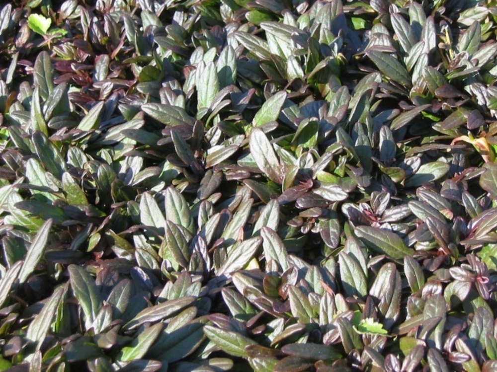 Живучка ползучая Чоколат Чип (Ajuga reptans 'Chocolate Chip')