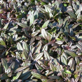 Живучка ползучая Чоколат Чип (Ajuga reptans 'Chocolate Chip')