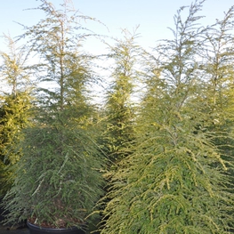 Тсуга канадская (Tsuga canadensis)