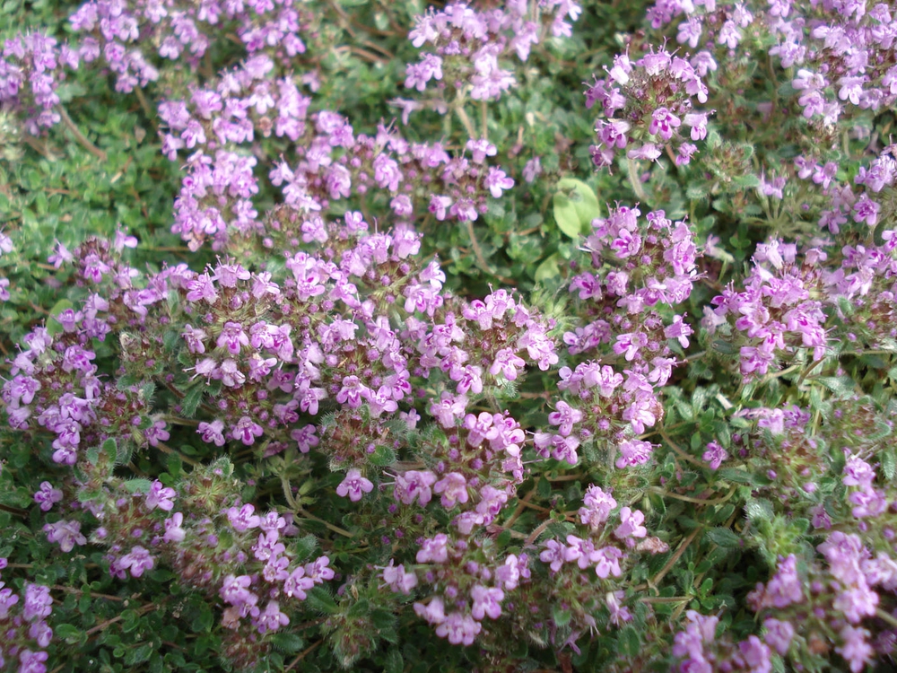 Тимьян ложнопушистый (Thymus pseudolanuginosus)