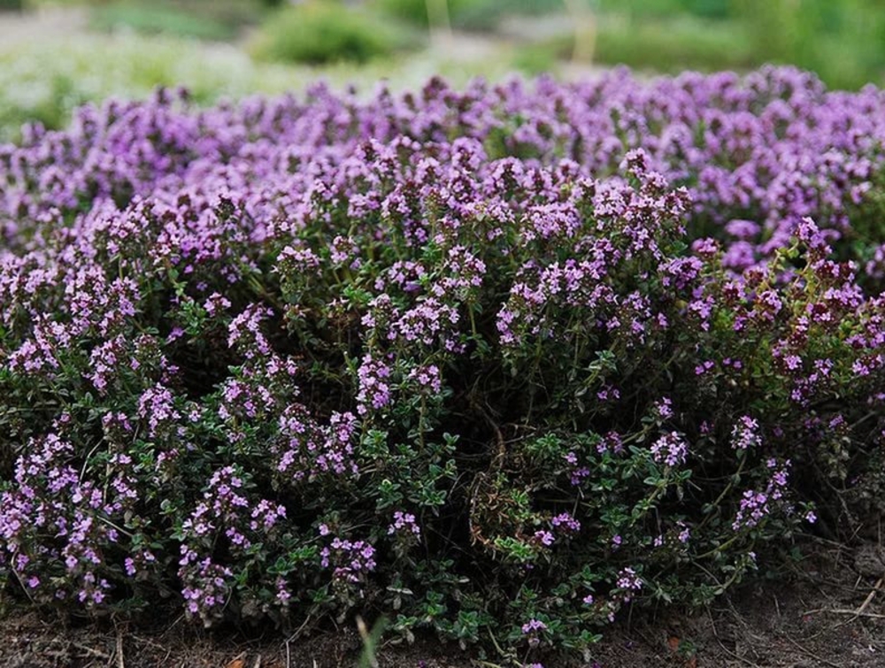 Тимьян ползучий (Thymus serpyllum)