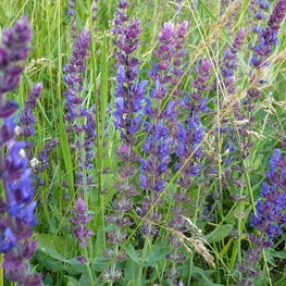 Шалфей дубравный Адора Блю (Salvia nemorosa 'Adora Blue')
