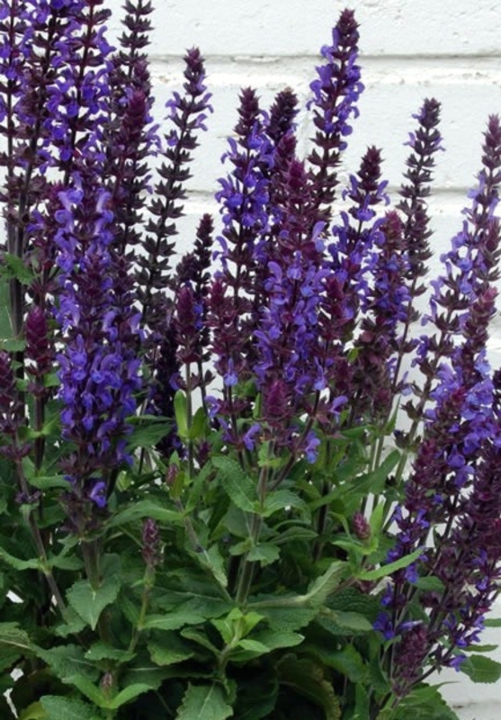 Шалфей дубравный Нью Дименшн Блю (Salvia nemorosa 'New Dimension Blue')