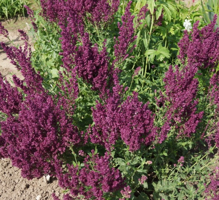 Шалфей дубравный Швелленбург (Salvia nemorosa 'Schwellenburg')