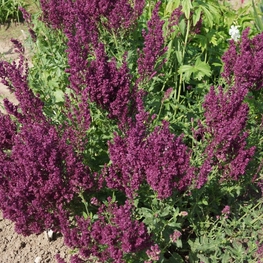 Шалфей дубравный Швелленбург (Salvia nemorosa 'Schwellenburg')