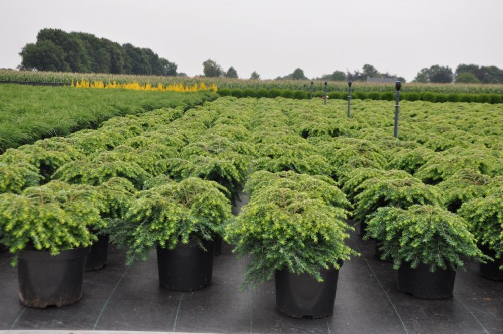 Тсуга канадская Джедделох (Tsuga canadensis 'Jeddeloh')