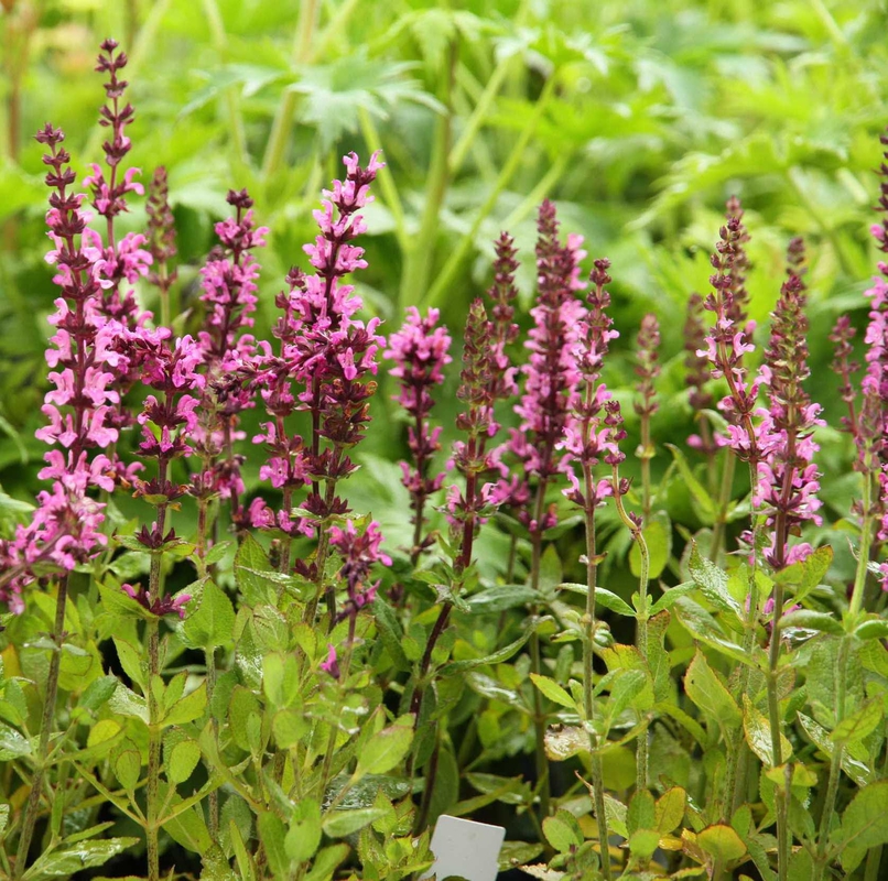 Шалфей дубравный Роуз Квин (Salvia nemorosa 'Rose Queen')