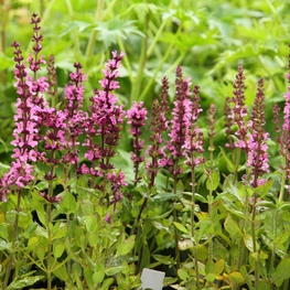 Шалфей дубравный Роуз Квин (Salvia nemorosa 'Rose Queen')