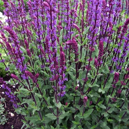 Шалфей лесной Карадонна (Salvia x sylvestris 'Caradonna')