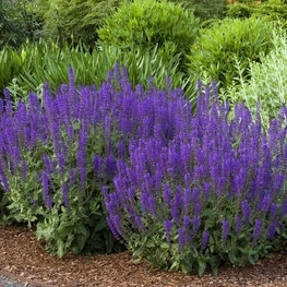 Шалфей дубравный Блаухюгель (Salvia nemorosa 'Blauhugel')