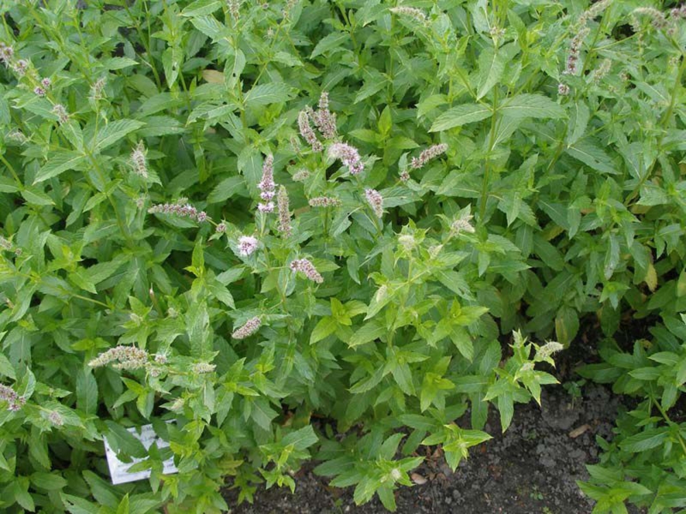 Мята душистая (Mentha suaveolens)
