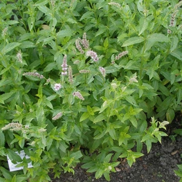 Мята душистая (Mentha suaveolens)