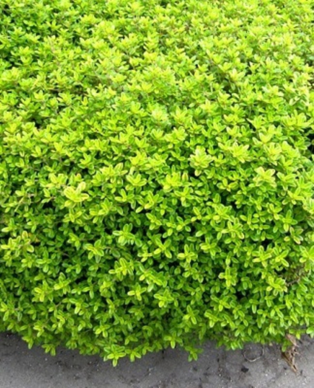 Мята лимонопахнущая (Mentha x gentilis)