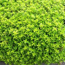 Мята лимонопахнущая (Mentha x gentilis)