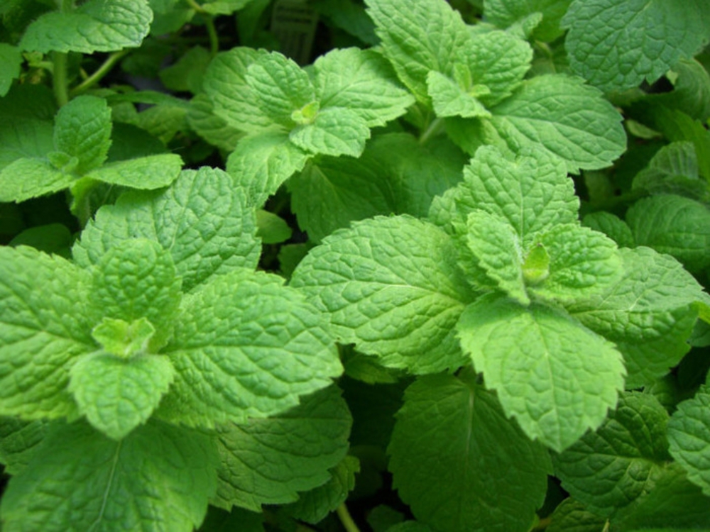 Мята перечная (Mentha x piperita)