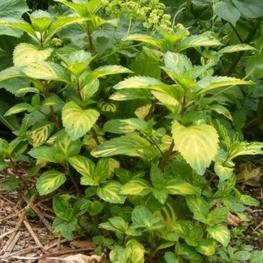 Мята имбирная Джинджер Минт (Mentha x gracilis 'Ginger Mint')