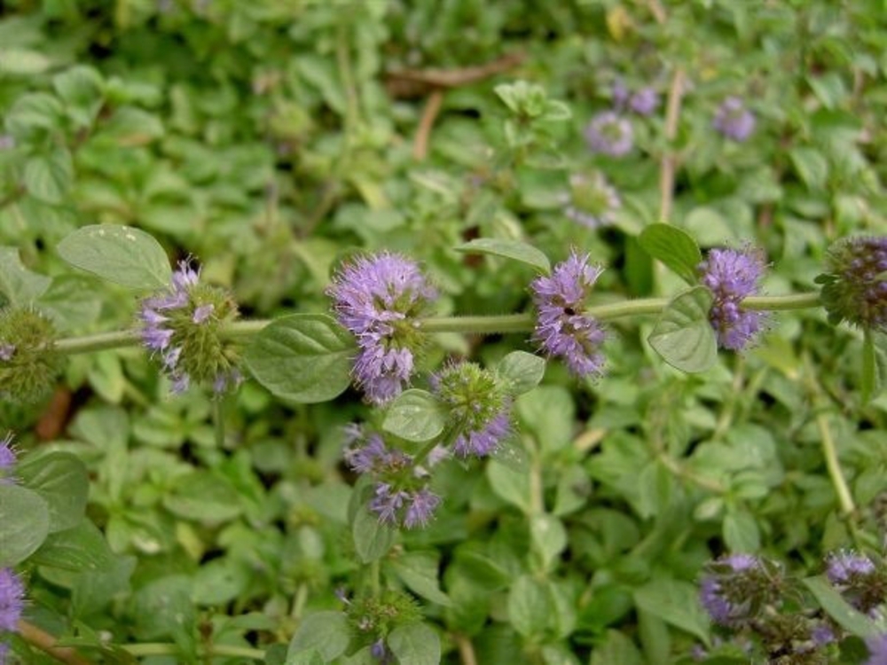 Мята болотная (Mentha pulegium)