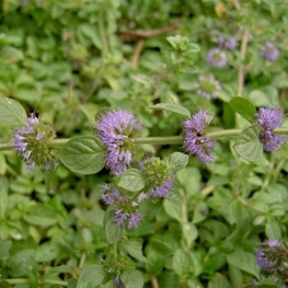 Мята болотная (Mentha pulegium)